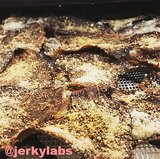 garlic parmesan jerky jerkylabs best selling